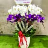 Chậu Lan Hồ Điệp 10 cành