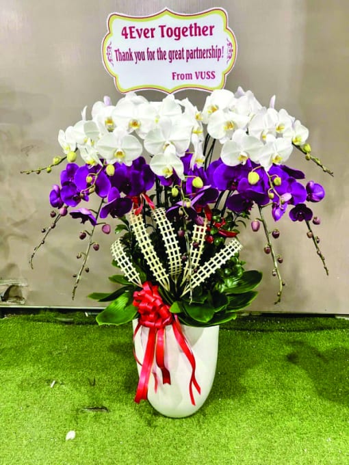 Chậu Lan Hồ Điệp 10 cành